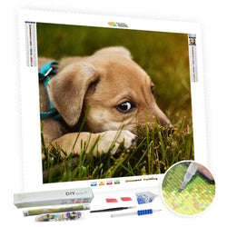 Turn Photos Into Diamond Art Painting - For Your Pet